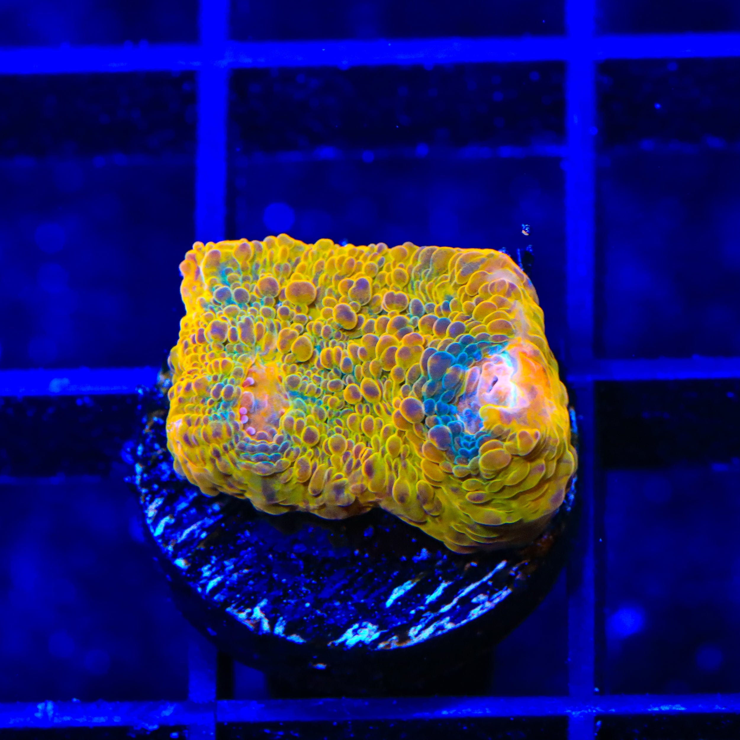 TSA Crown Jewels Chalice Coral