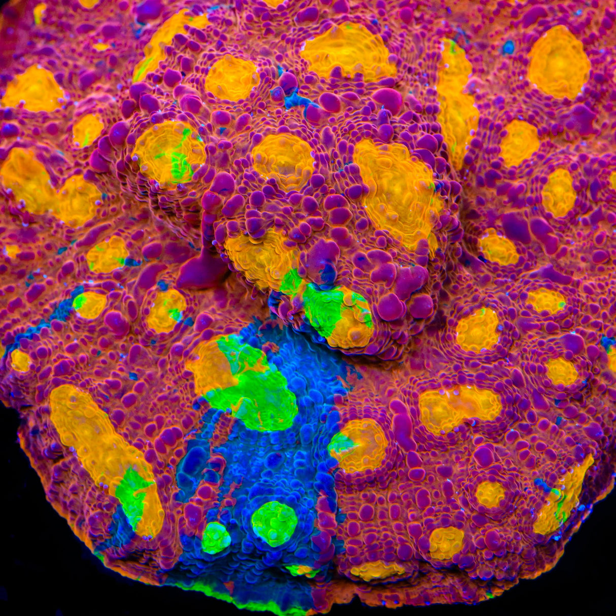 TSA Crunch Berry Chalice Coral