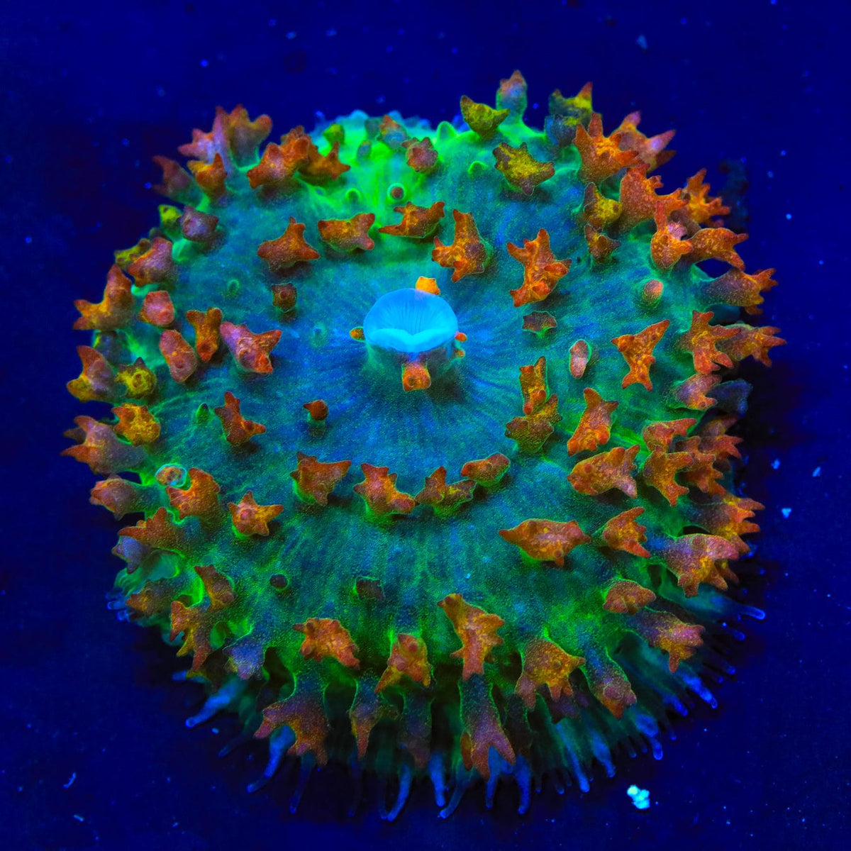 TSA Crypto Saint Thomas Mushroom Coral – Top Shelf Aquatics