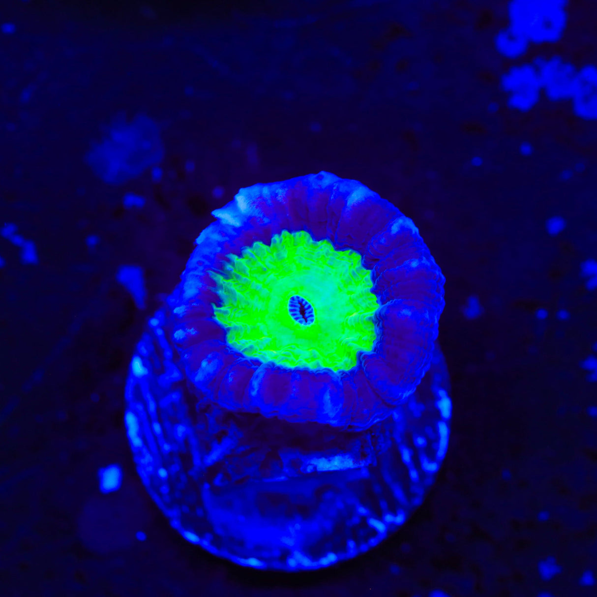 TSA Cursed Candy Cane Coral