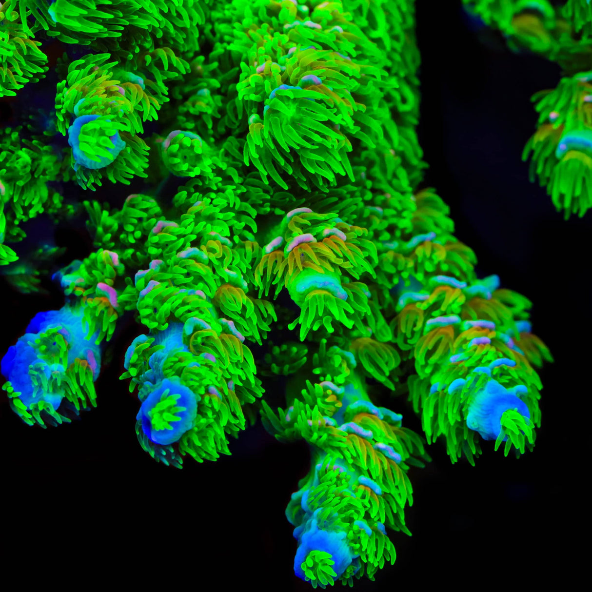 TSA Cyberpunk Acropora Coral