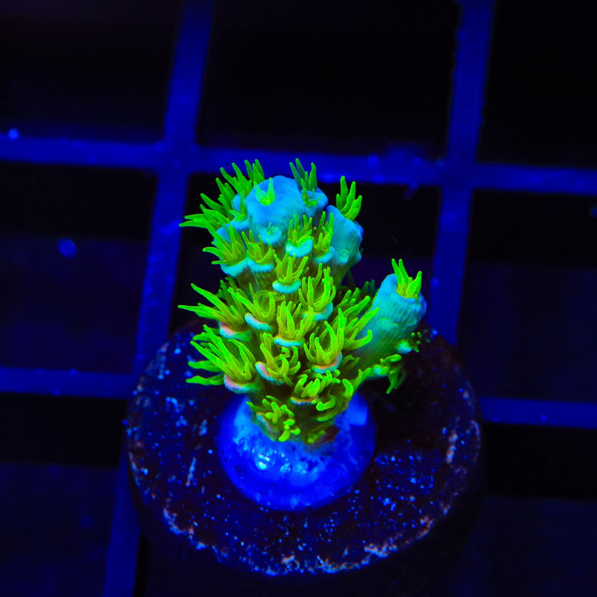 TSA Cyberpunk Acropora Coral