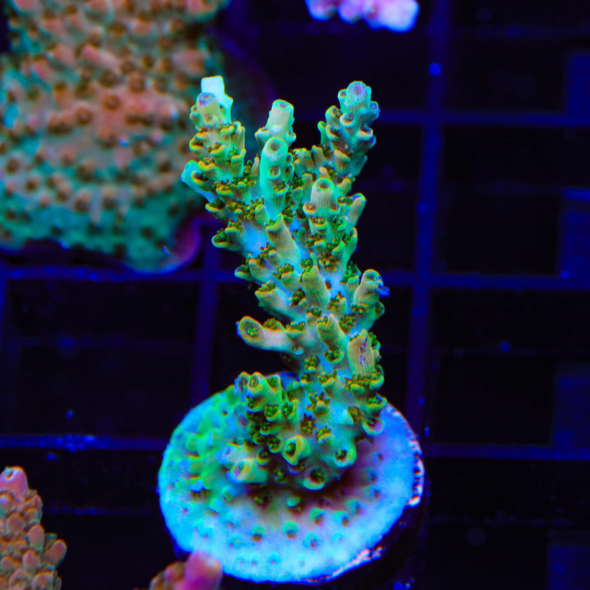 TSA Dan Aykroyd Acropora XL Frag Coral