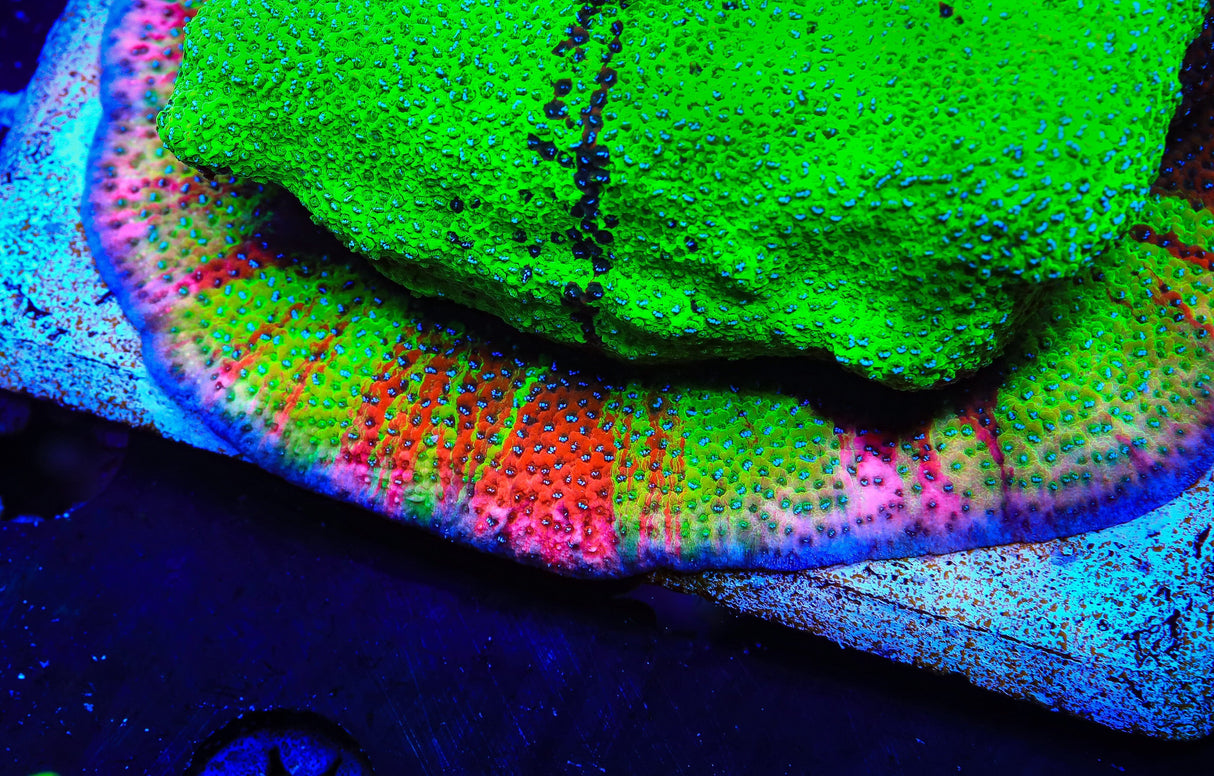 TSA Danger Zone Montipora Coral