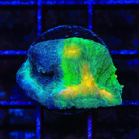 TSA Darkside of the Moon Chalice Coral