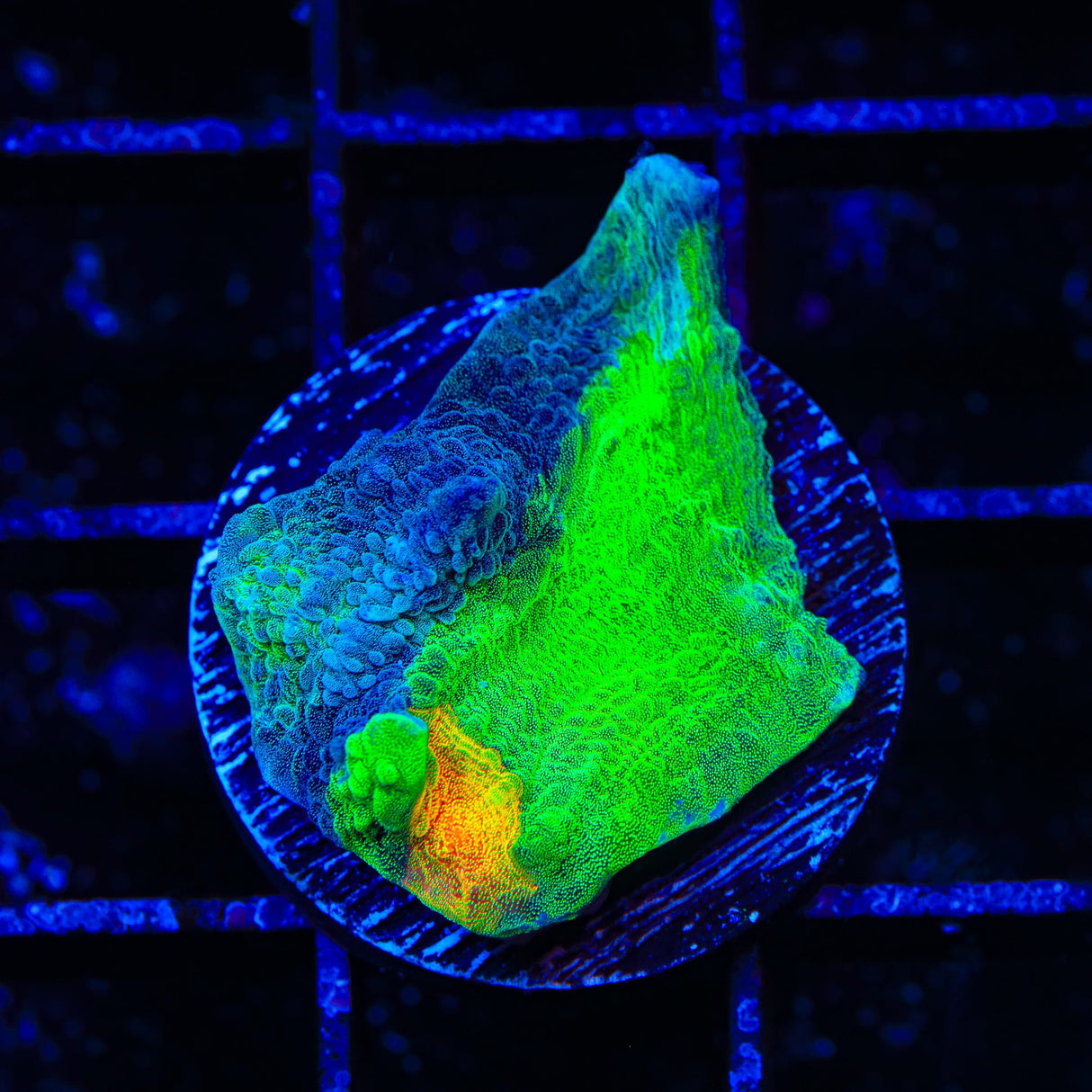 TSA Darkside of the Moon Chalice Coral