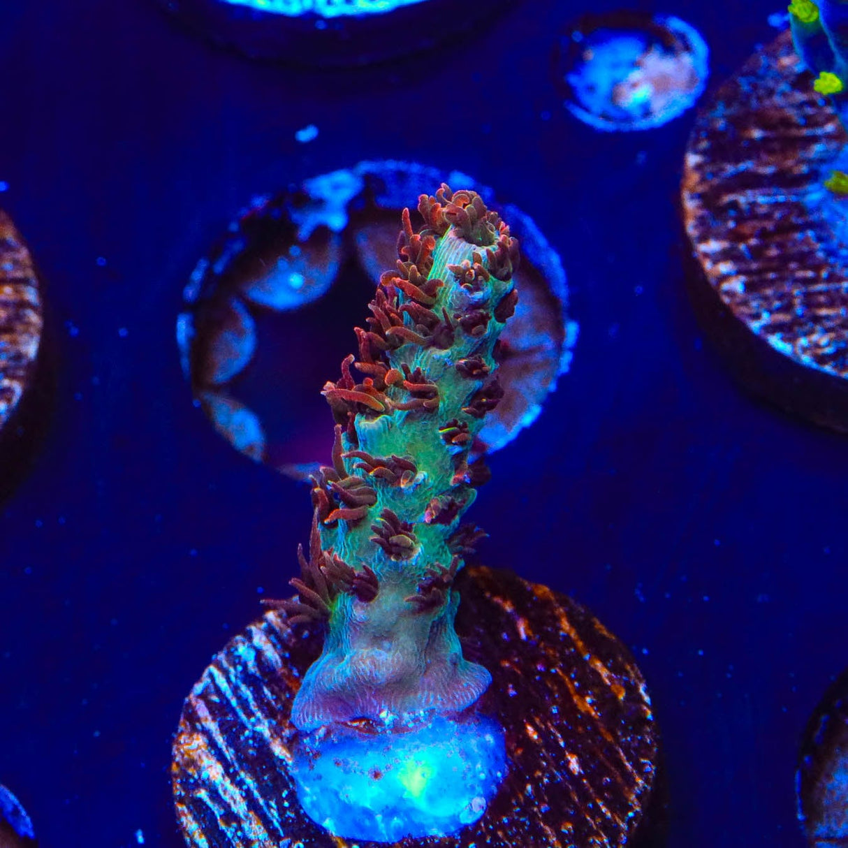 TSA Daydream Acropora Coral
