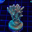 TSA Daydream Acropora XL Frag Coral