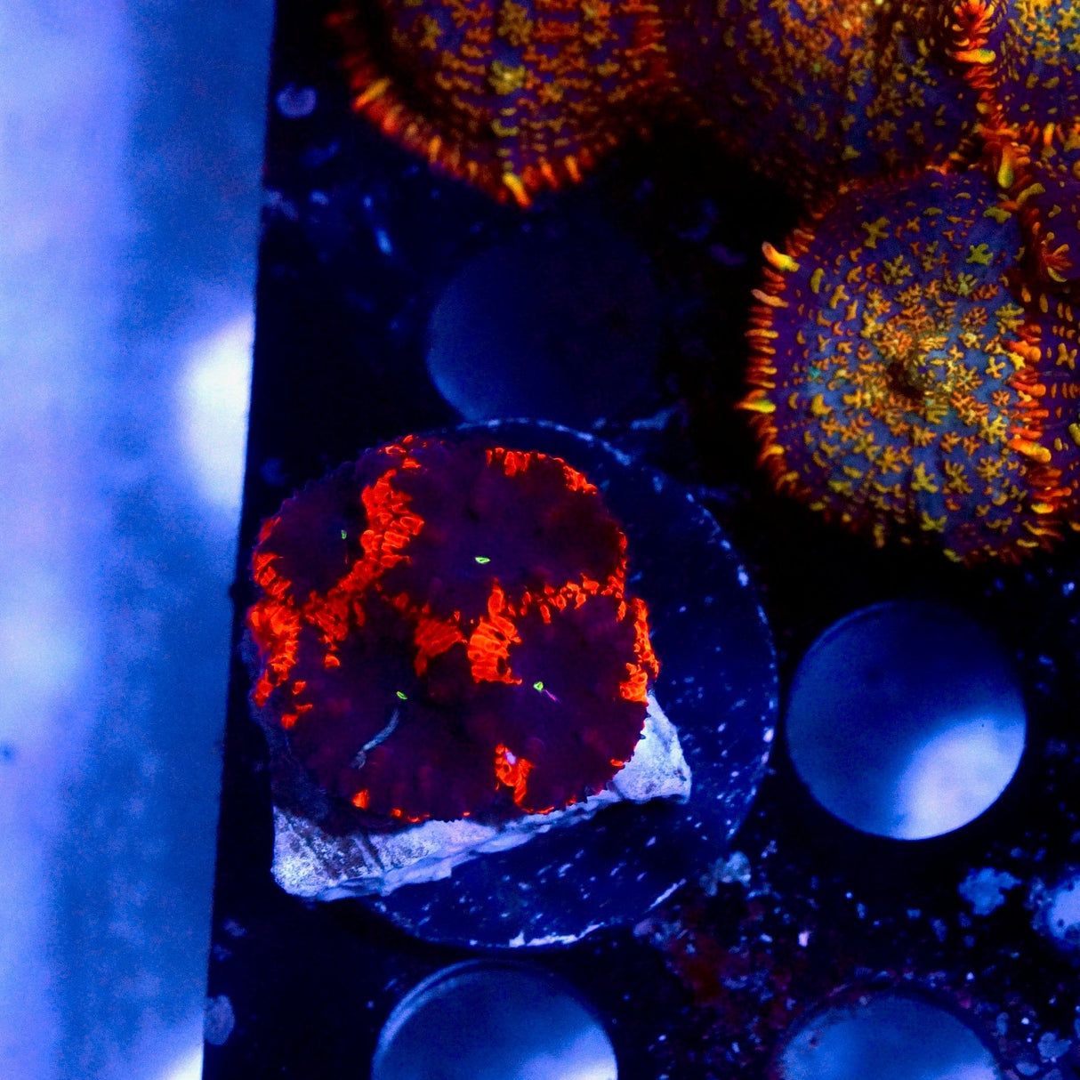 TSA Deadpool Blastomussa Coral