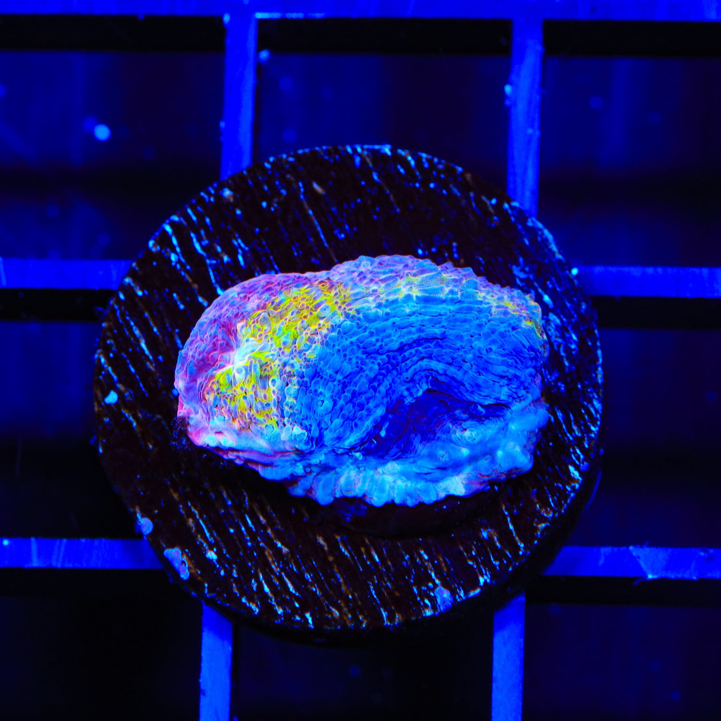 TSA Death Star Bowerbankii Coral