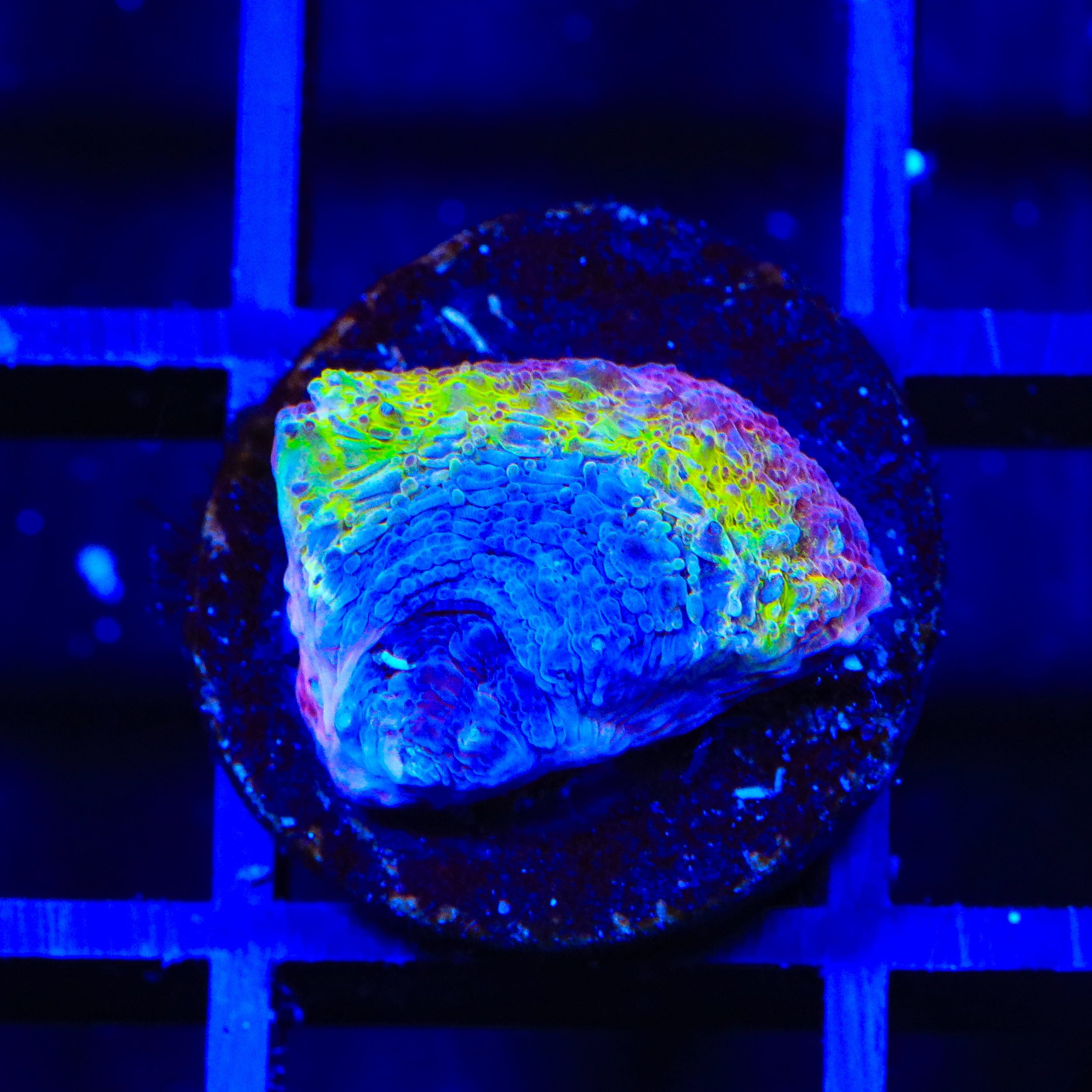 TSA Death Star Bowerbankii Coral