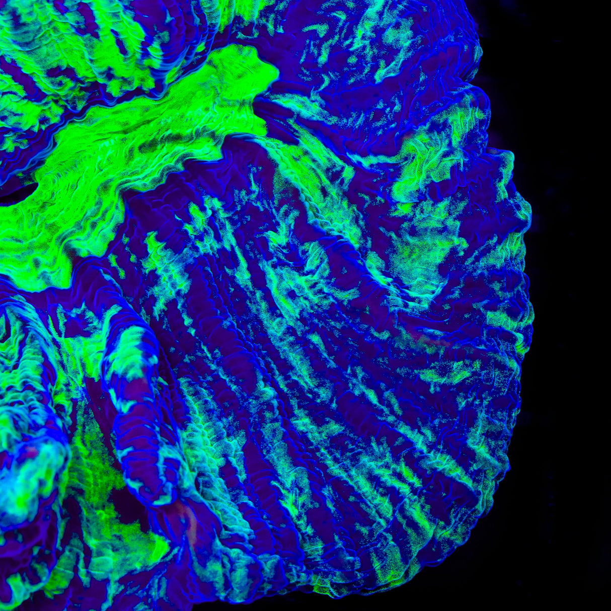 TSA Death Streak Pectinia Coral