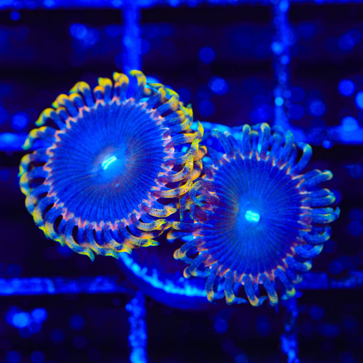 TSA Detonator Zoanthids Coral