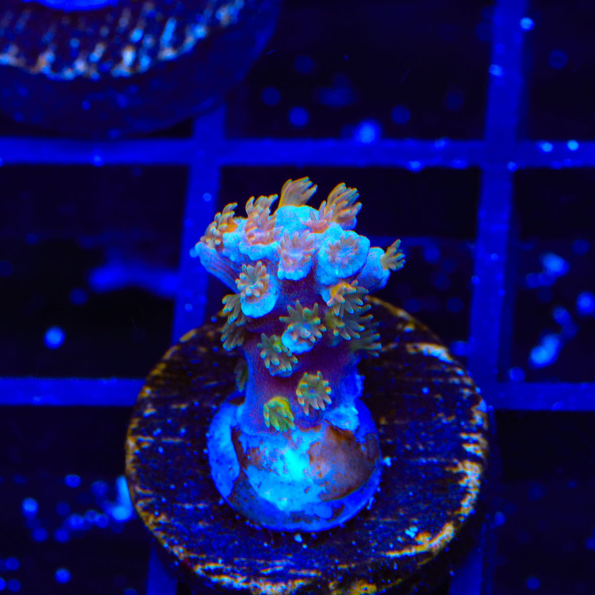 TSA Diamond Dust Acropora Coral