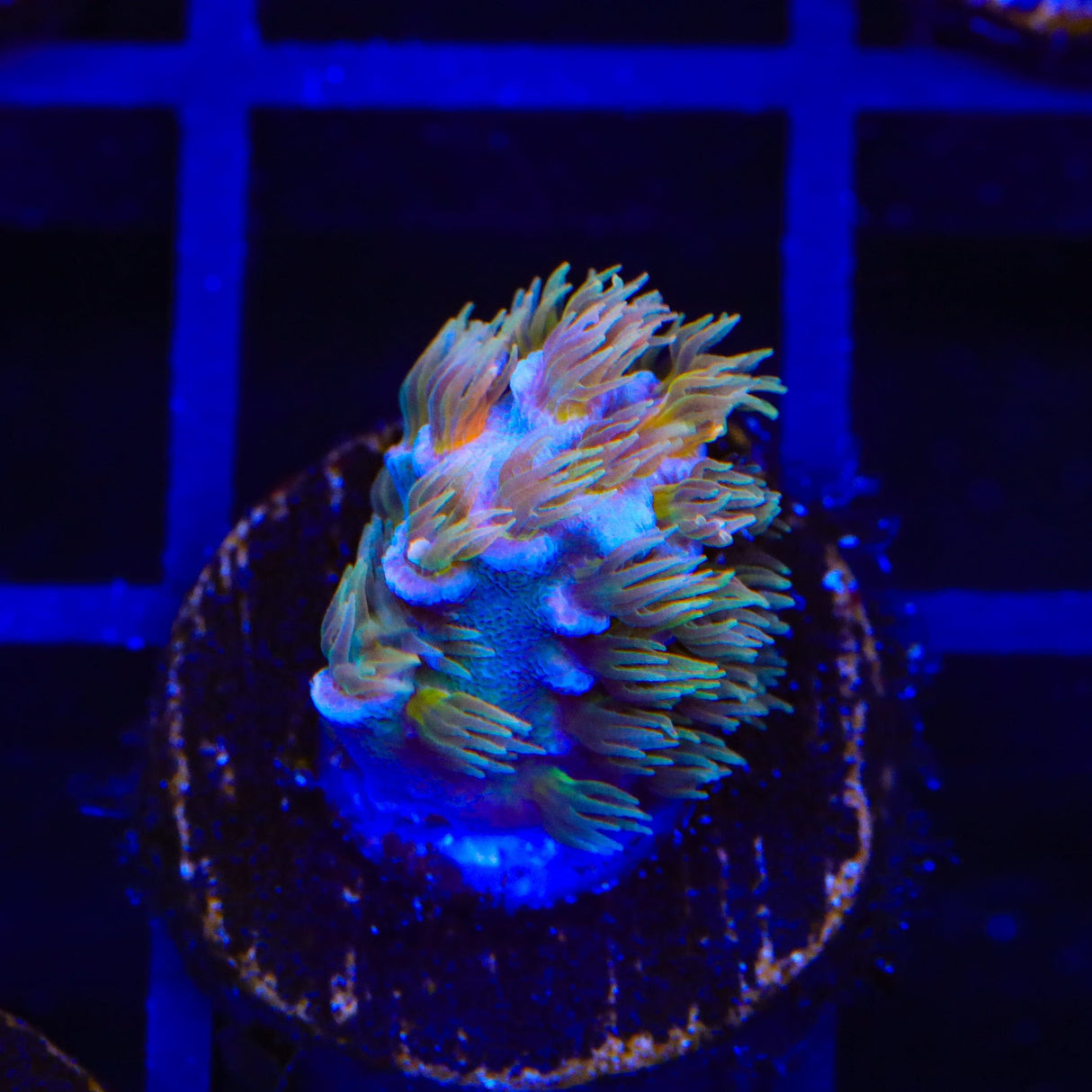 TSA Diamond Dust Acropora Coral