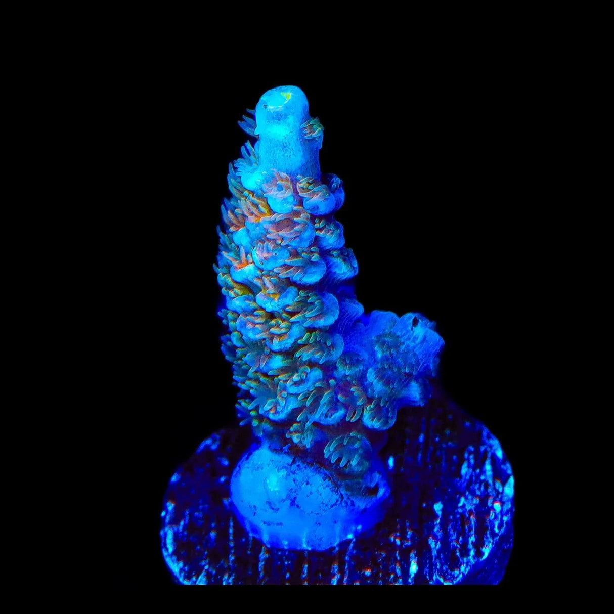 TSA Diamond Dust Tenuis Acropora Coral