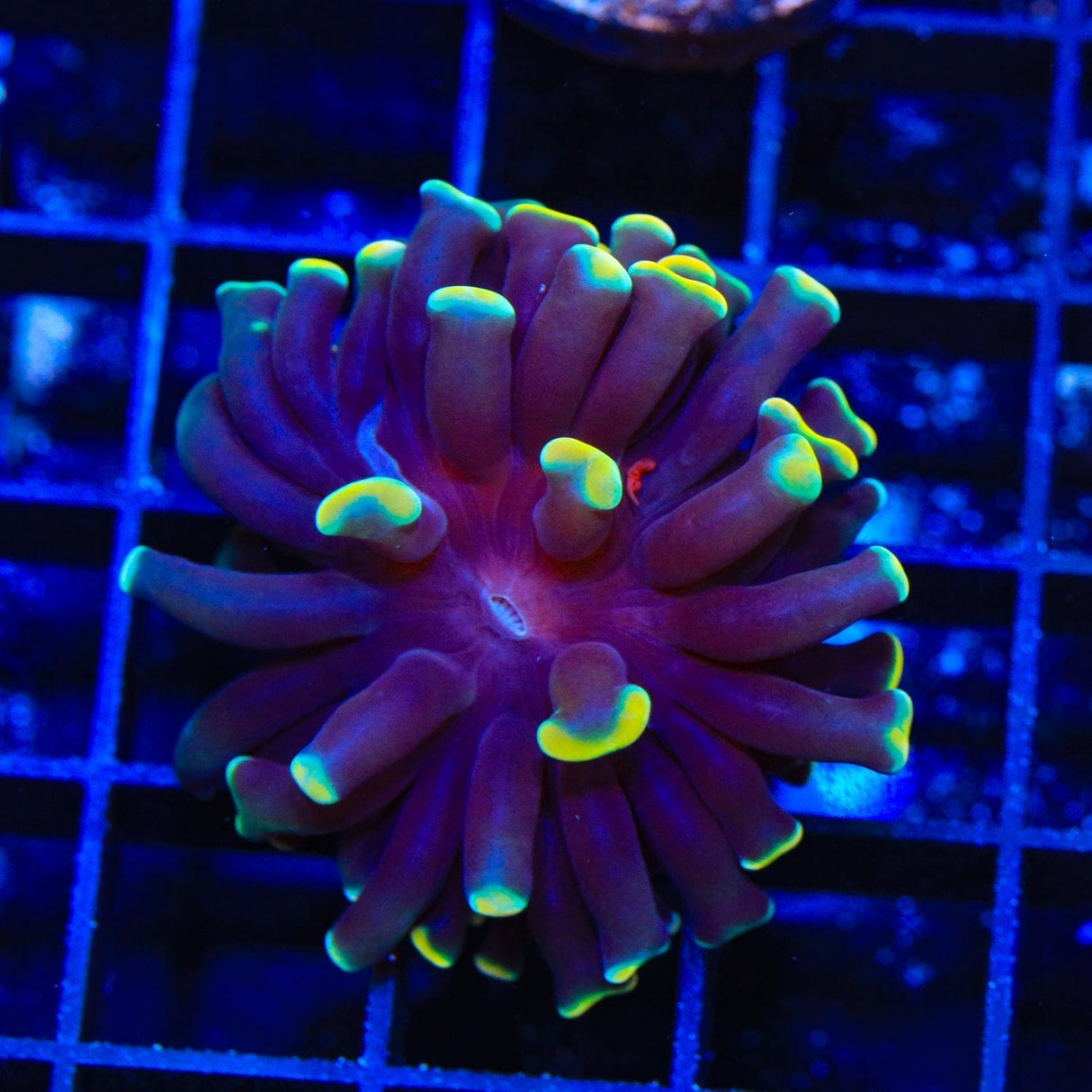 TSA Disco Hammer Coral