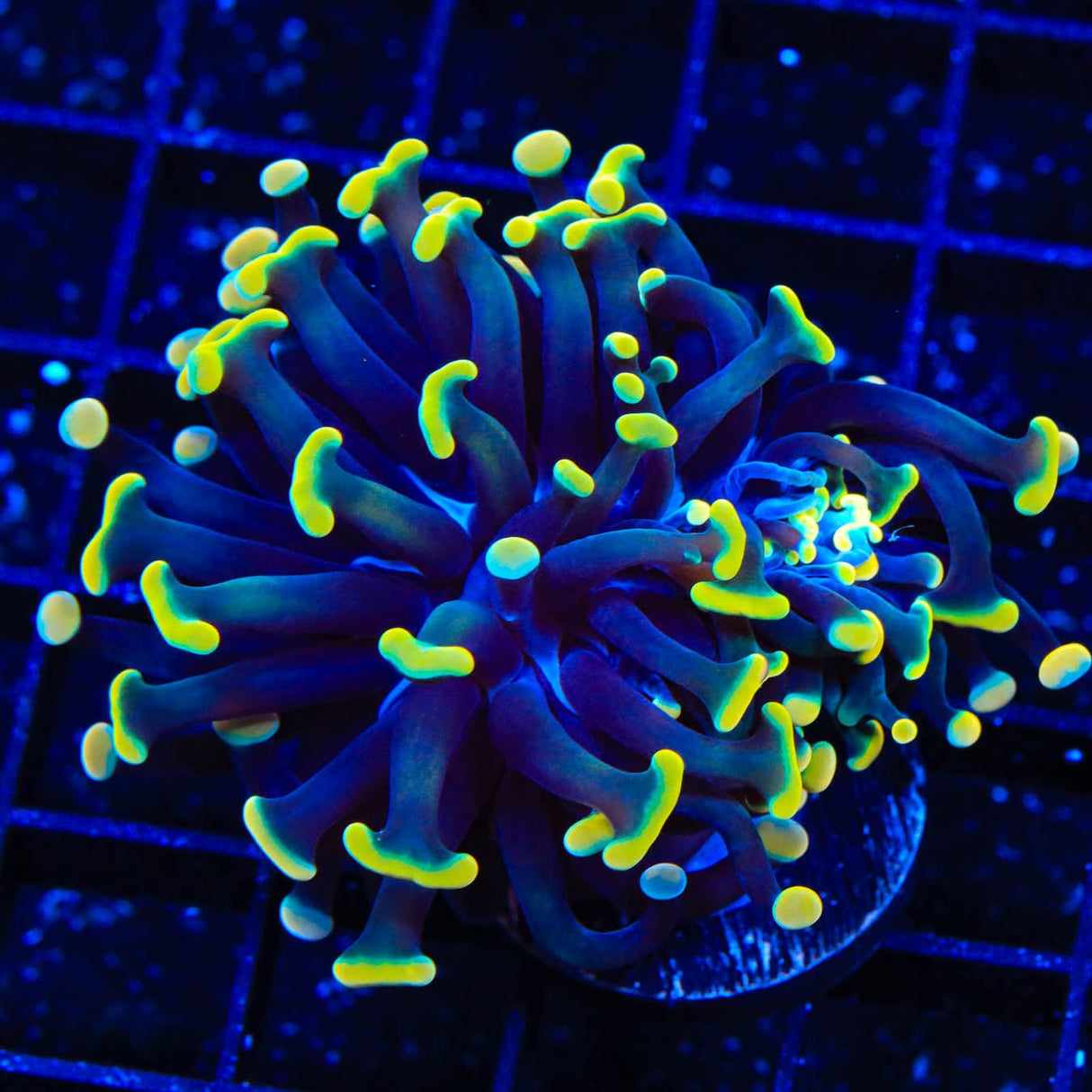 TSA Disco Hammer Coral