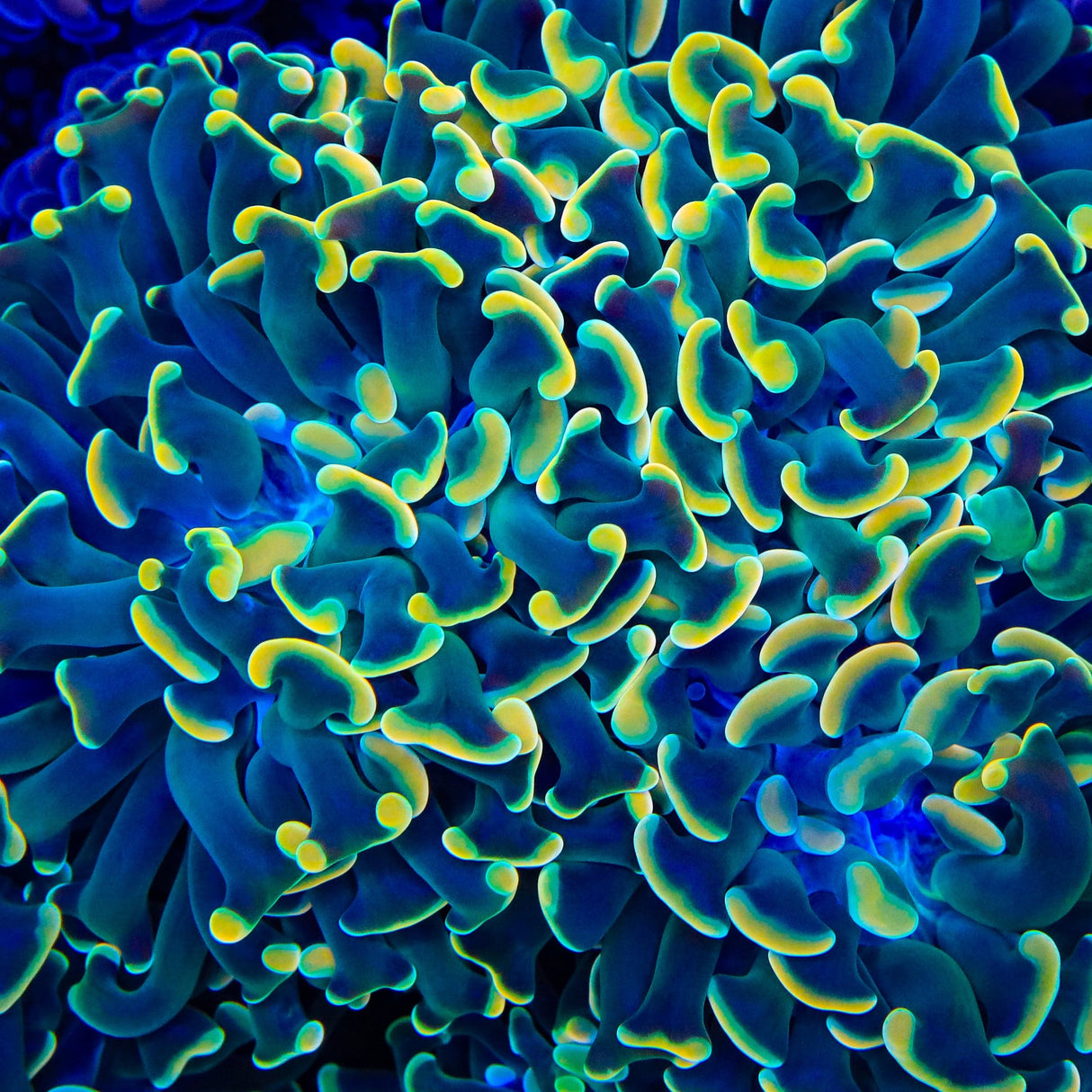 TSA Disco Hammer Coral