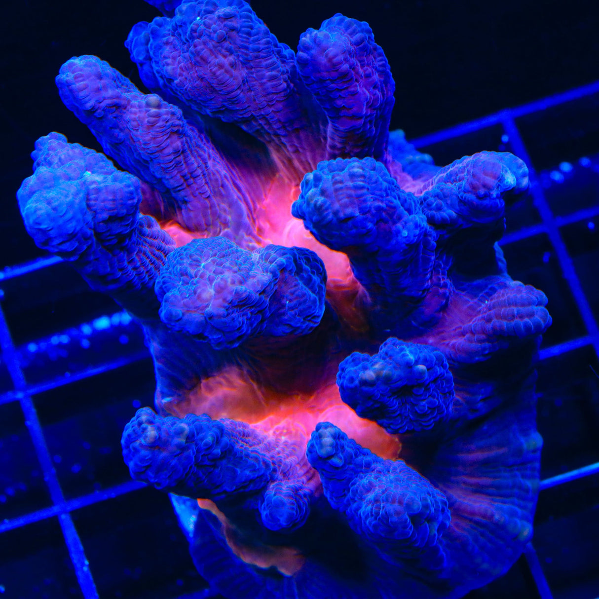 TSA Doomsday Pectinia Coral