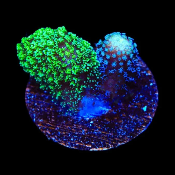 TSA Double Trouble Stylophora Coral