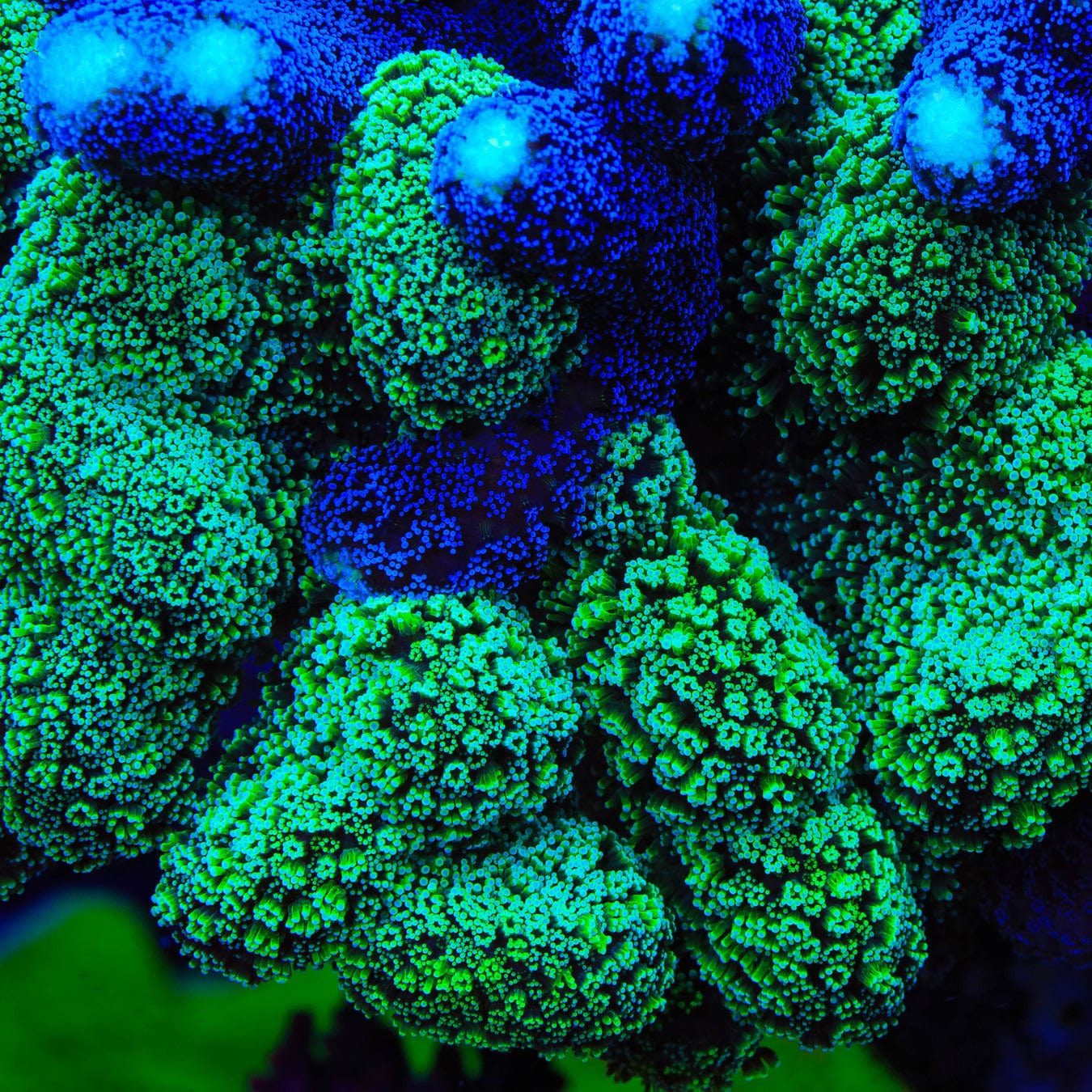 CORAL NT-3E ユニバーサルタイプ ディバイディングネットワーク TSA Double Trouble Stylophora Coral – Top Shelf Aquatics