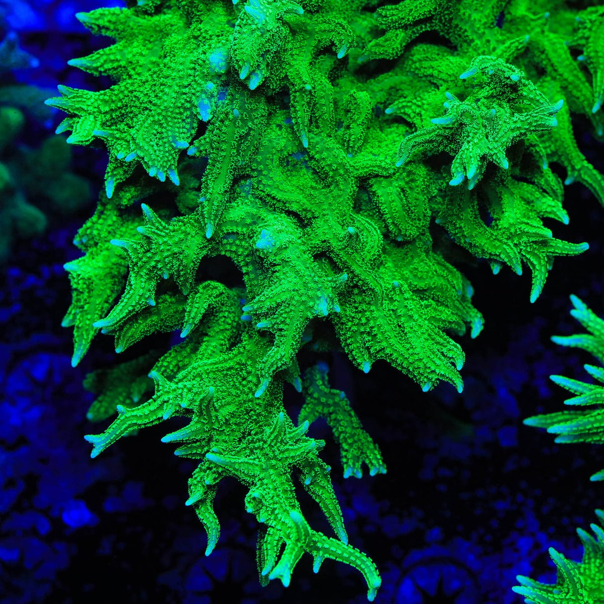 TSA Dragon Claw Birdsnest Coral