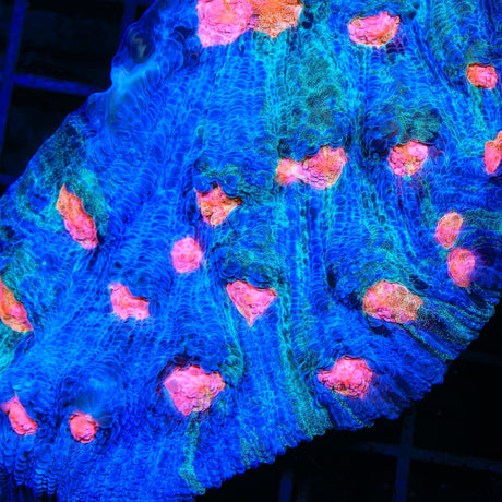 TSA Dream Weaver Chalice Coral