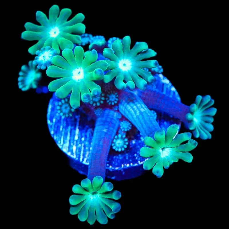 TSA Dreamers Delight Alveopora Coral