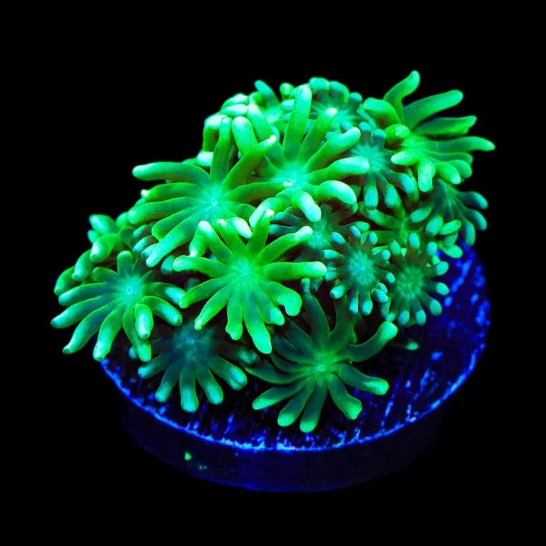 TSA Dreamers Delight Alveopora Coral
