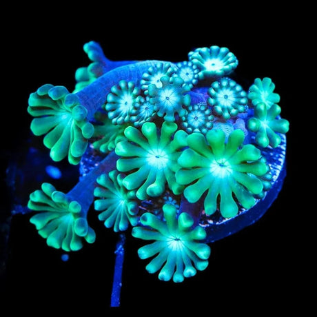 TSA Dreamers Delight Alveopora Coral