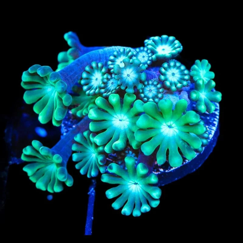 TSA Dreamers Delight Alveopora Coral