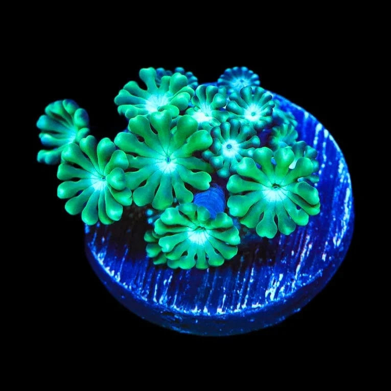 TSA Dreamers Delight Alveopora Coral