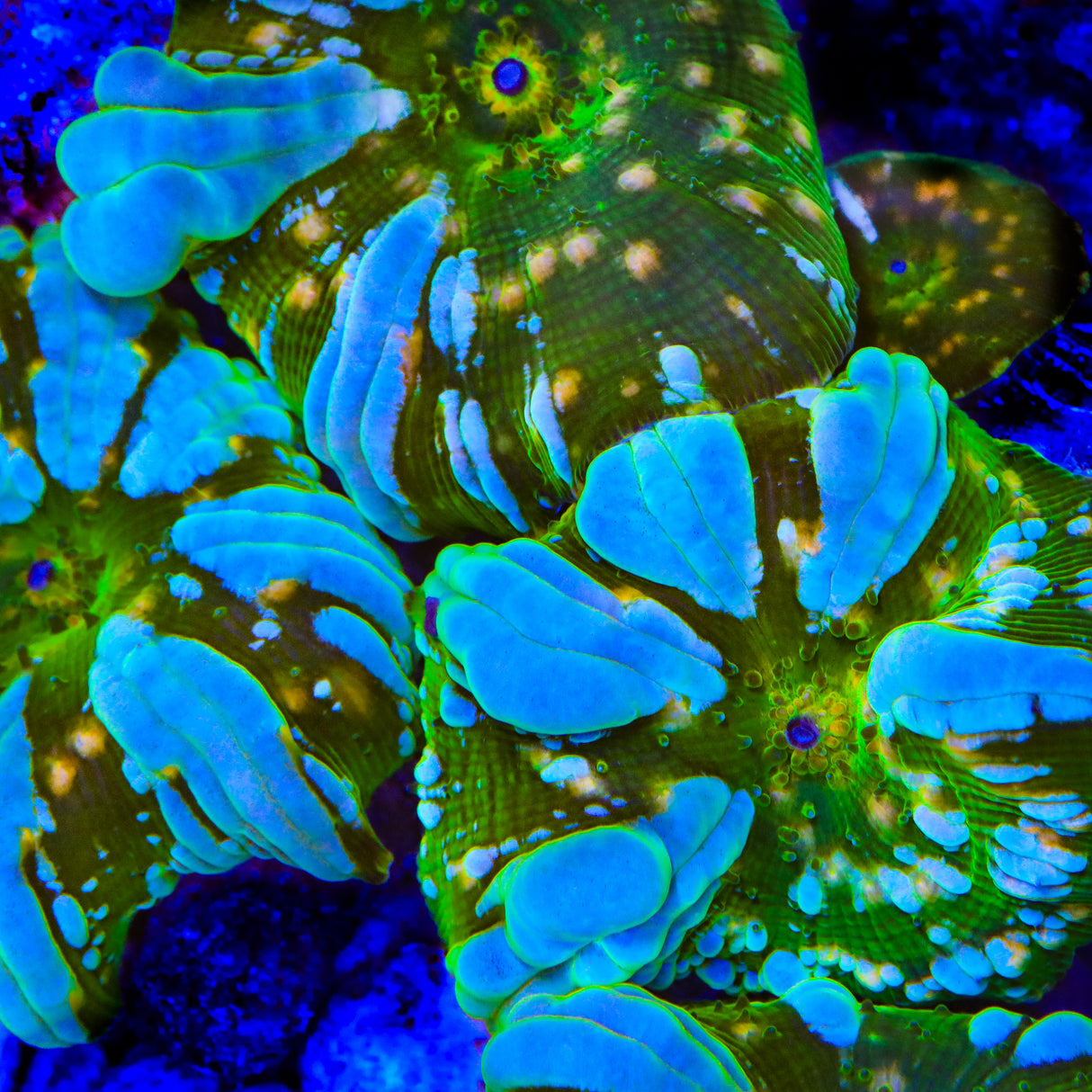 TSA Eclipse Bounce Mushroom Coral