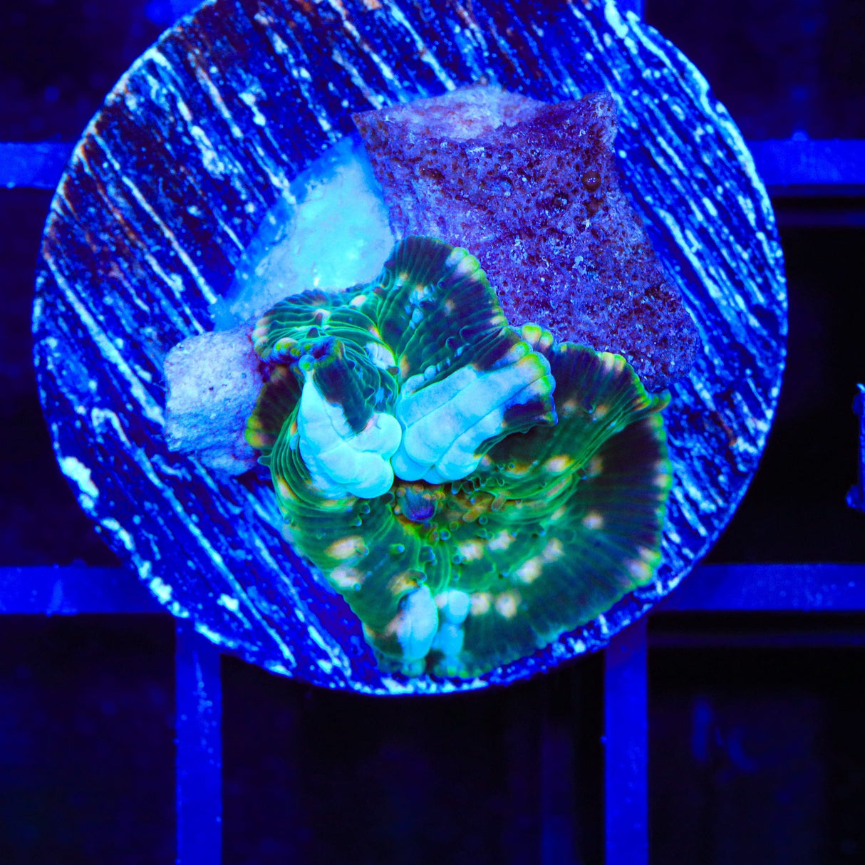 TSA Eclipse Bounce Mushroom Coral