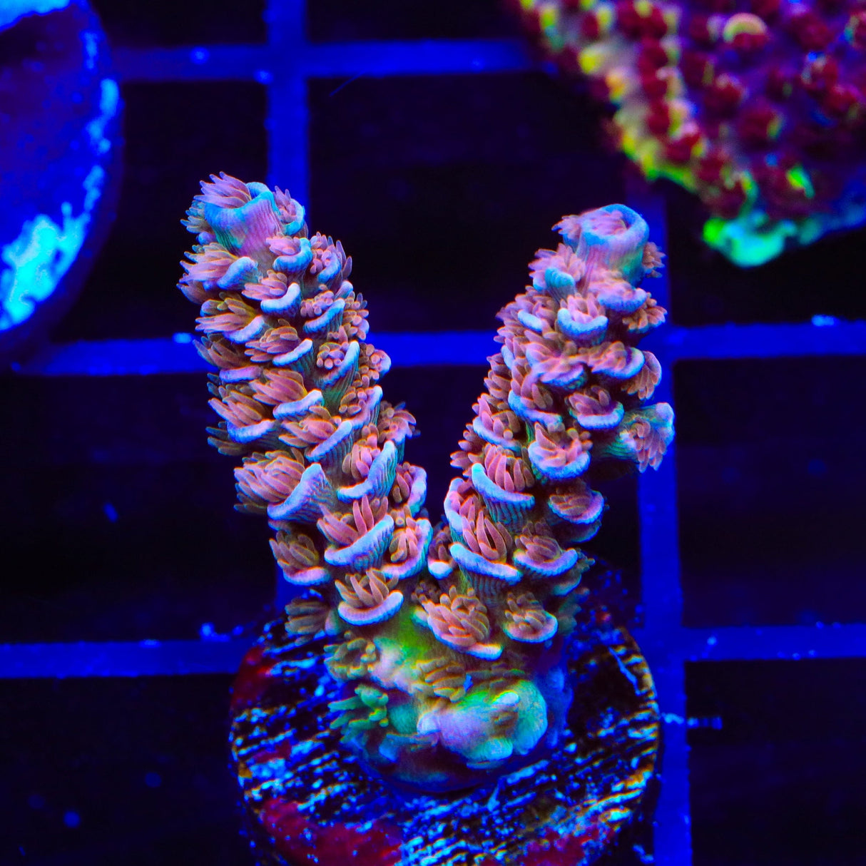 TSA El Scorcho Acropora Coral
