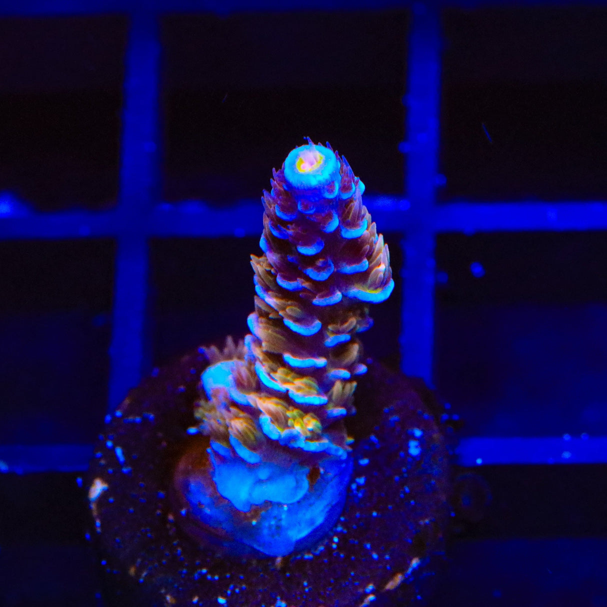 TSA El Scorcho Acropora Coral