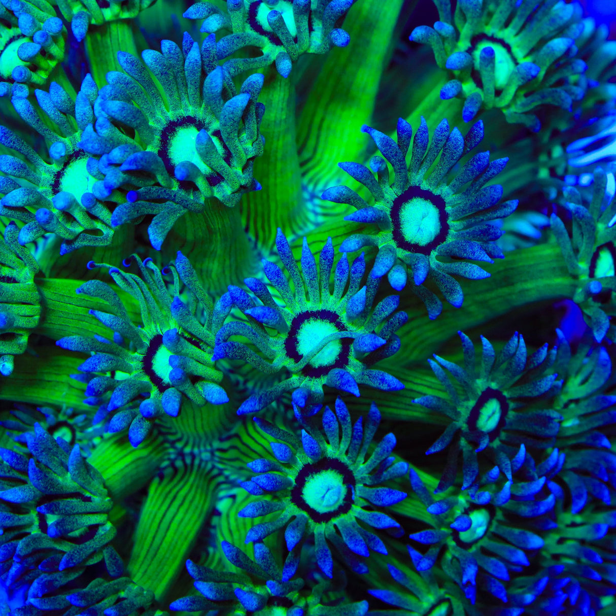 TSA Electric Emerald Goniopora Coral