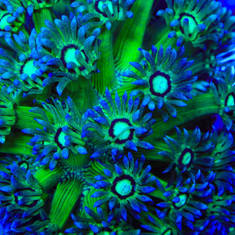 TSA Electric Emerald Goniopora Coral