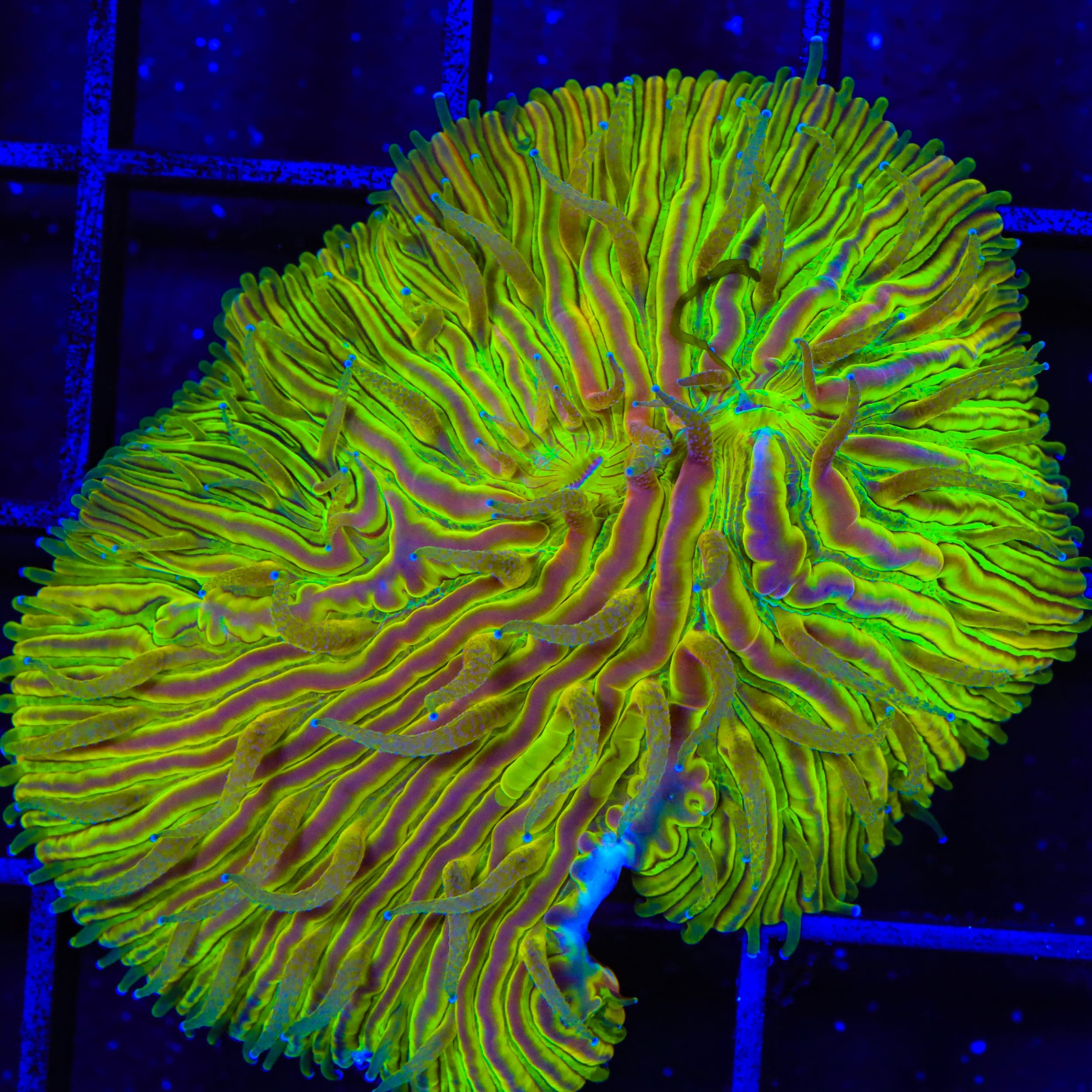 TSA Electric Prism Aquacultured Plate Coral – Top Shelf Aquatics
