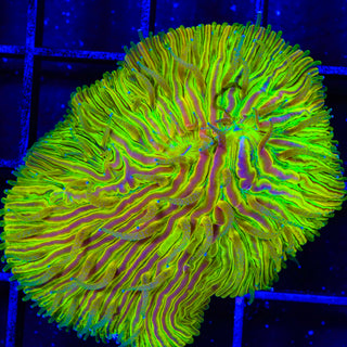 TSA Electric Prism Aquacultured Plate Coral