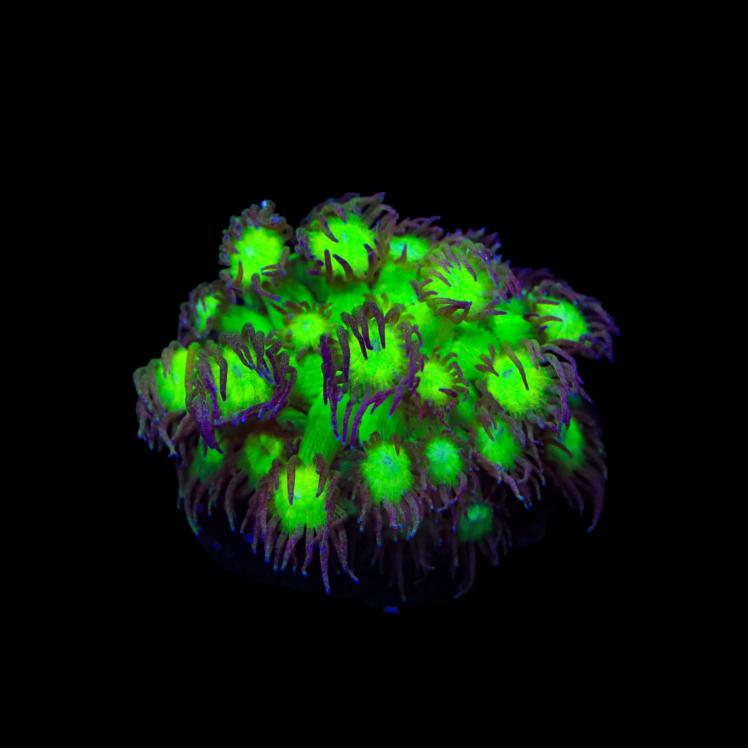 TSA Electric Scream Goniopora Coral