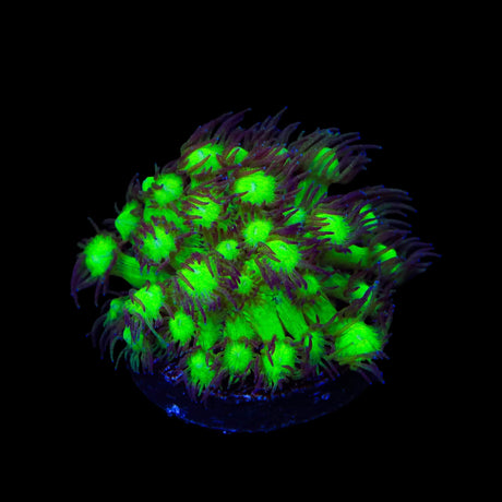 TSA Electric Scream Goniopora Coral