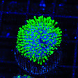 TSA Electric Toadstool Coral