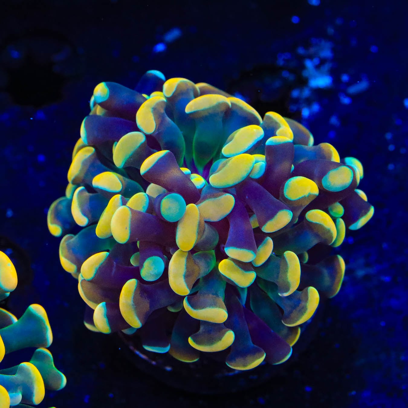TSA Electro Hammer Coral