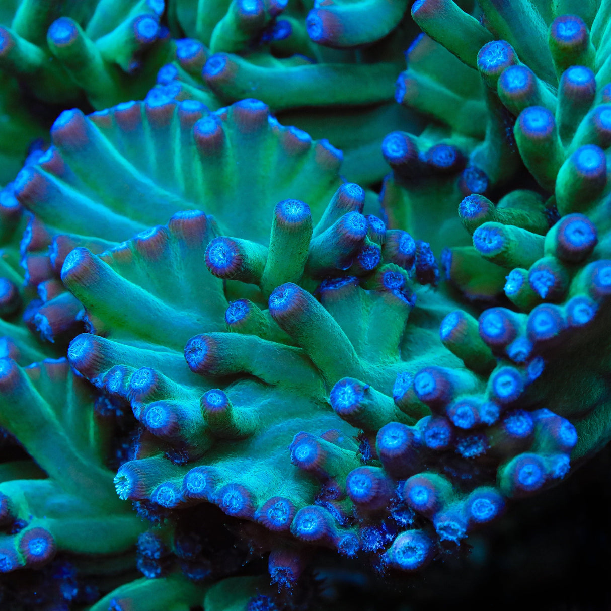 TSA Emerald Branching Turbinaria Heronensis Coral