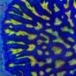 TSA Emperor Platygyra Coral