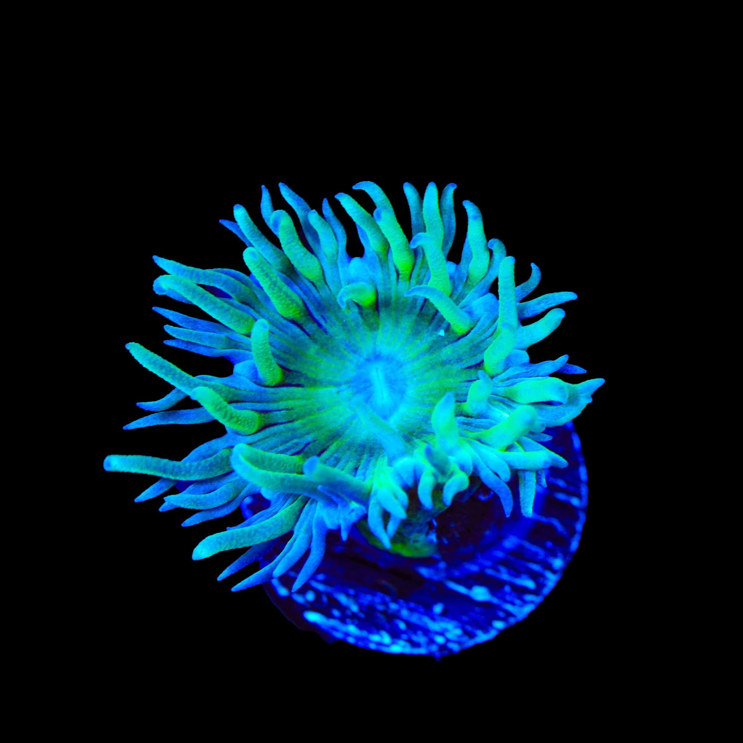 TSA Evergreen Duncan Coral