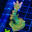 TSA Explosive Ember Acropora XL Frag Coral