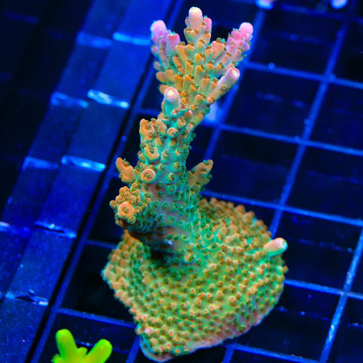 TSA Explosive Ember Acropora XL Frag Coral